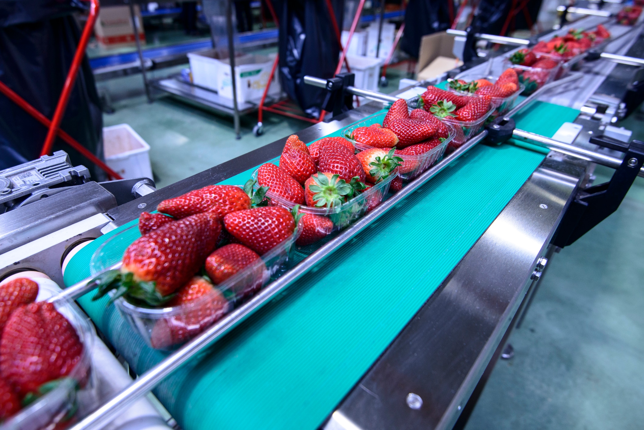 Strawberries being packaged on line